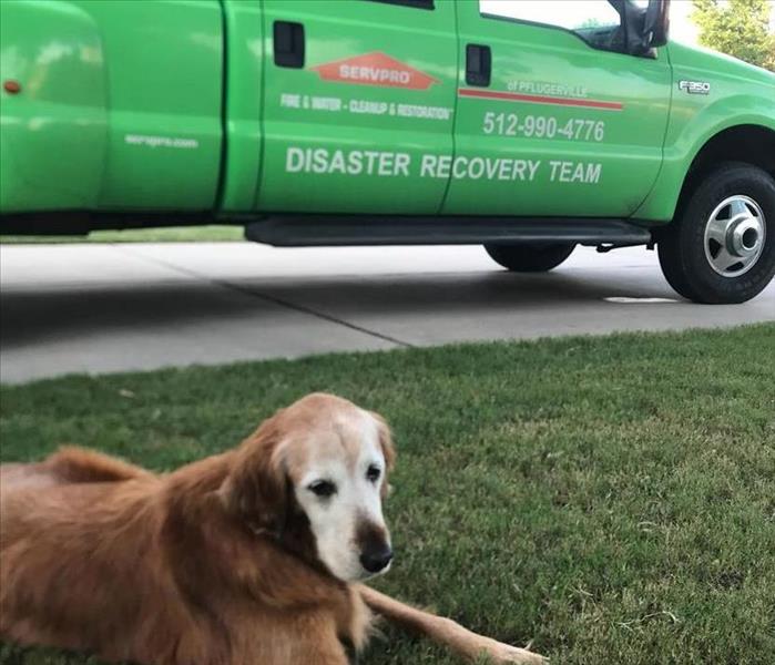 Golden retriever sits on a lawn in front of a SERVPRO van